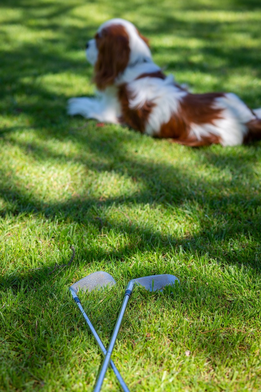 two-used-golf-clubs-on-lawn-and-a-blurred-cavalier-king-dog