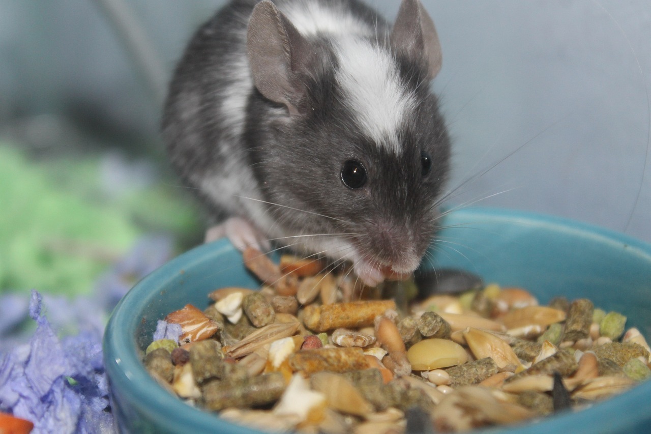 Rat food in a bowl