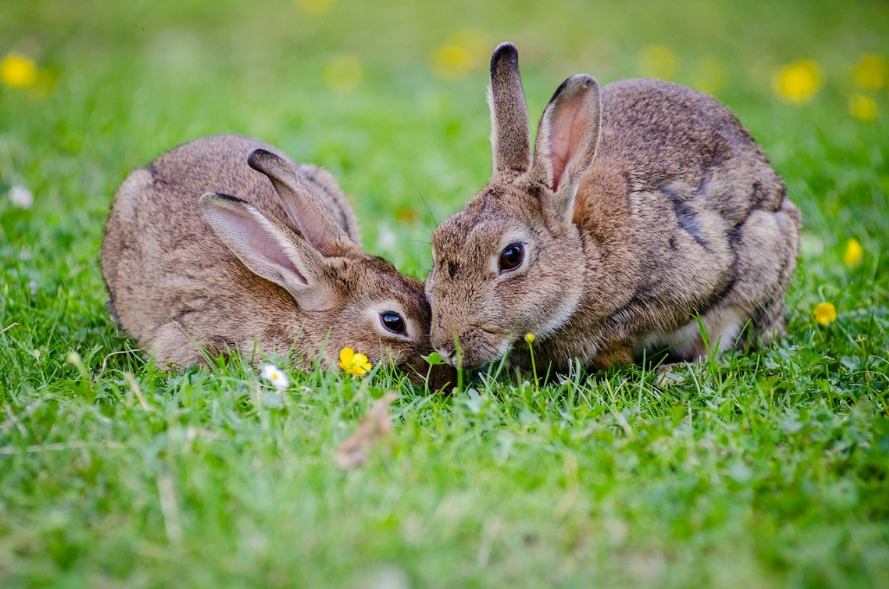 2 rabbits eating grass in the daytime