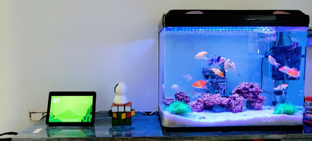 Clear glass fish tank with blue fish 