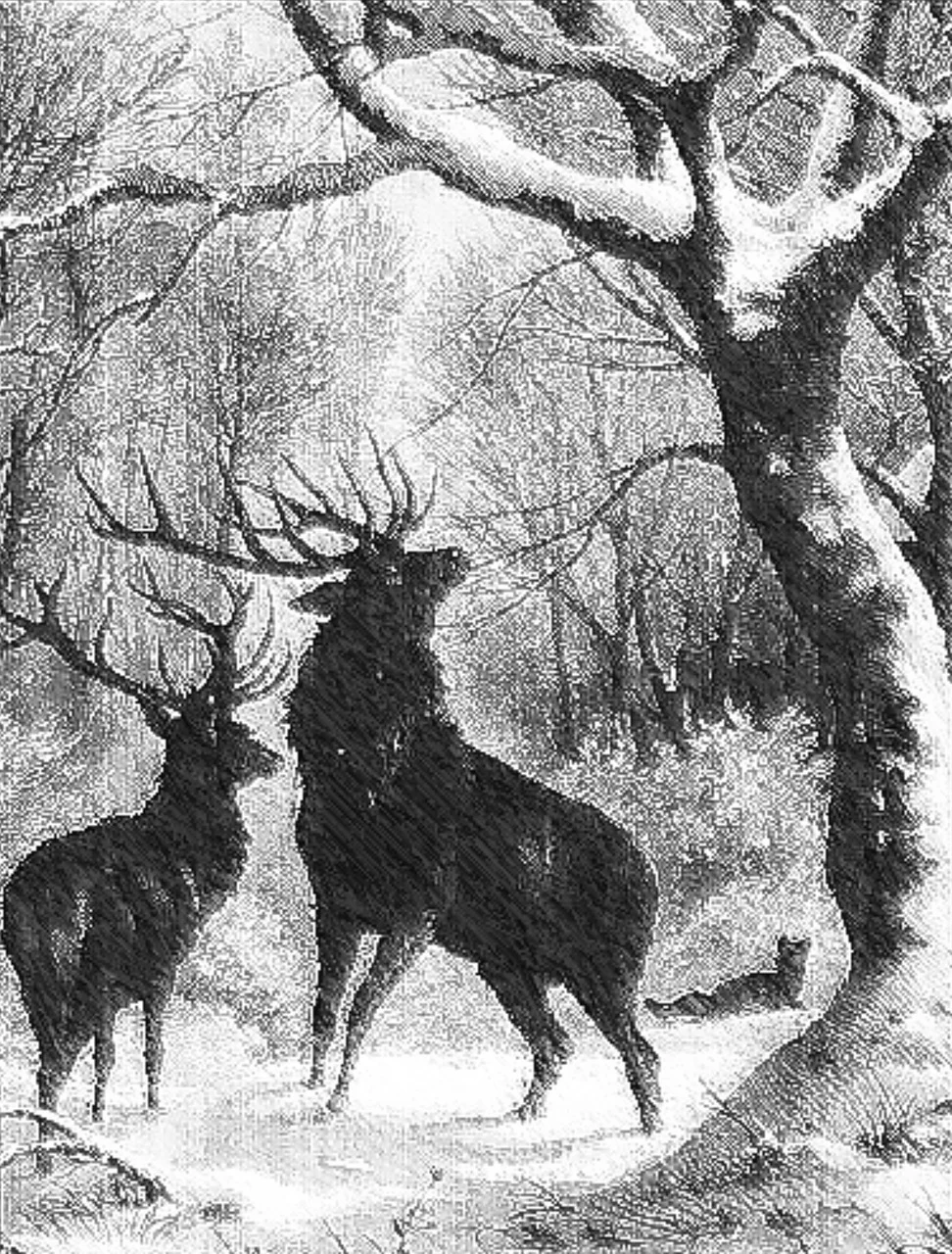 Download Stag Deer Forest