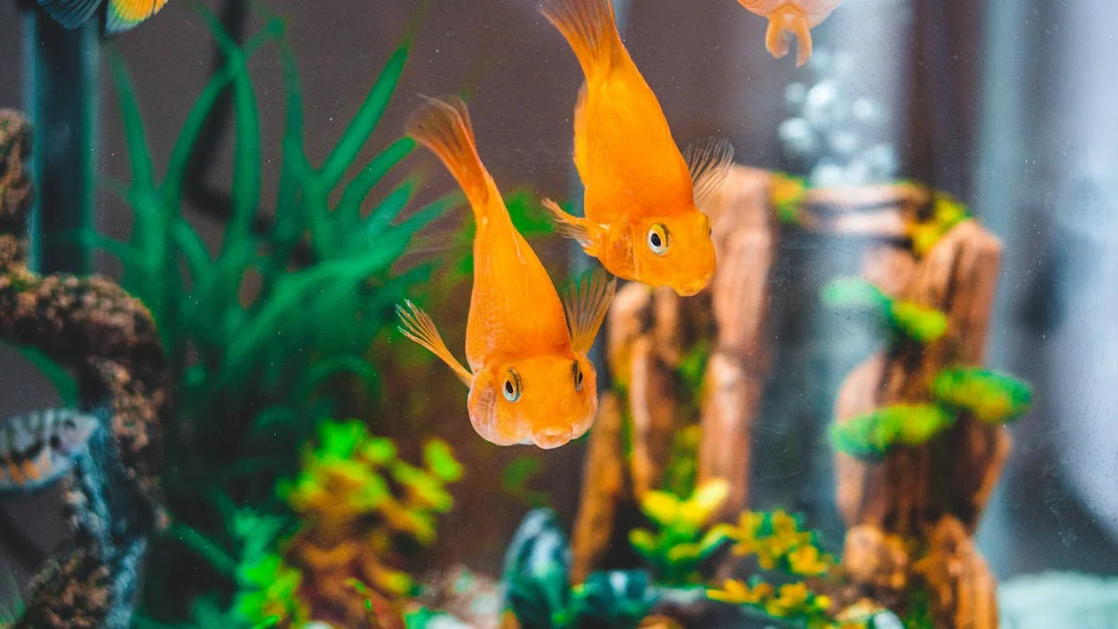 Goldfish in Fish Tank 