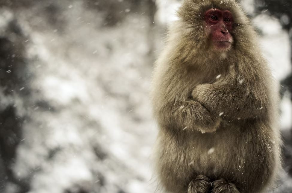 Wildlife, Japan, Leica, Cold, Wild, Sony, Alpha, Cold Weather, Snowing, Monkey In The Snow, Zoo, Zoo In Water, Winter Time, Freezing, Nagano