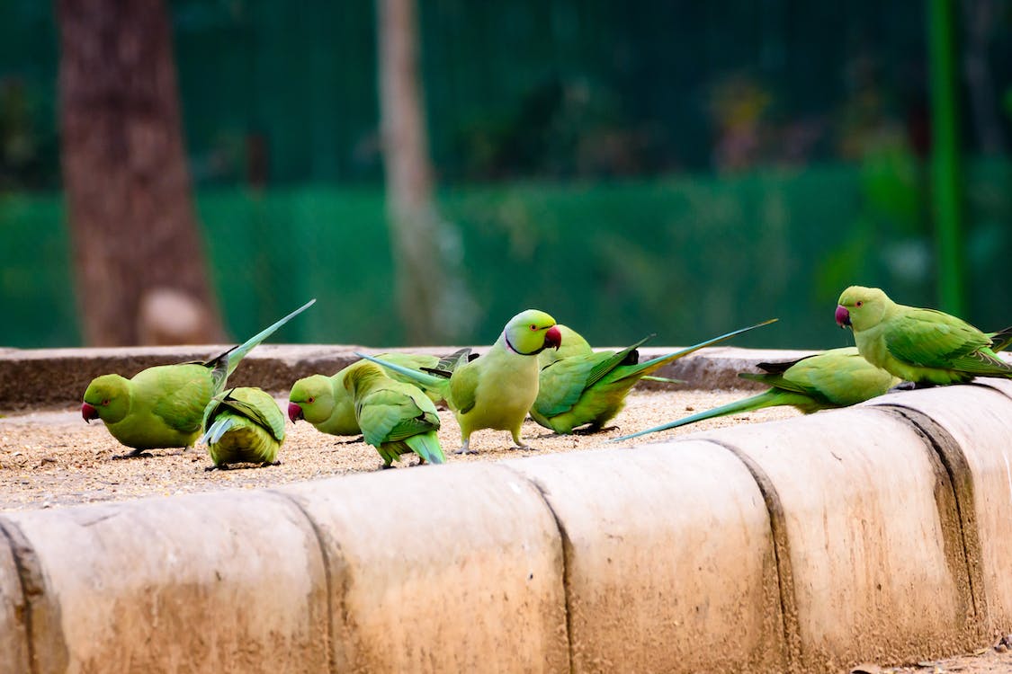 a group of green parakeet