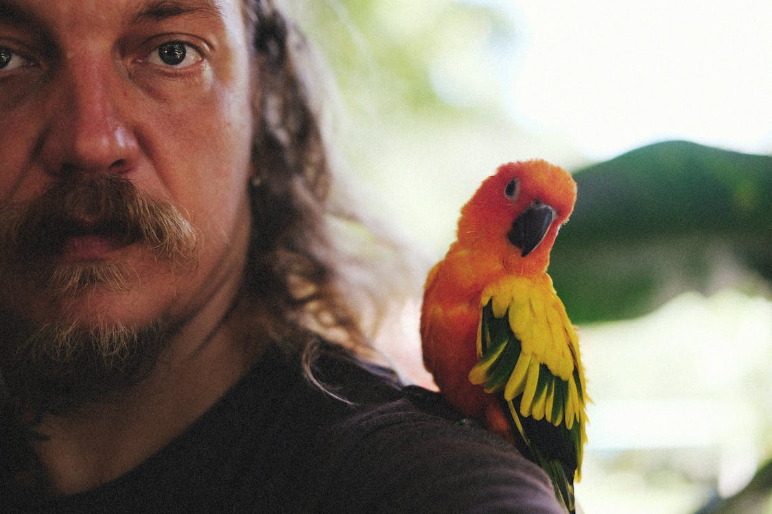 a parrot on a man’s shoulder