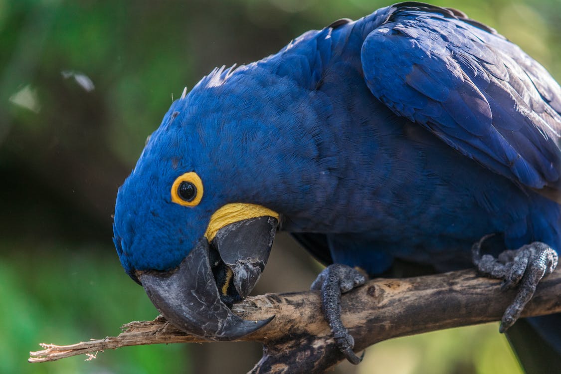 close-up of short-beak bluebird