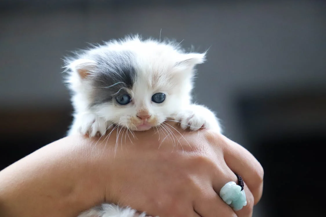 close-up photo of a person holding white kitten