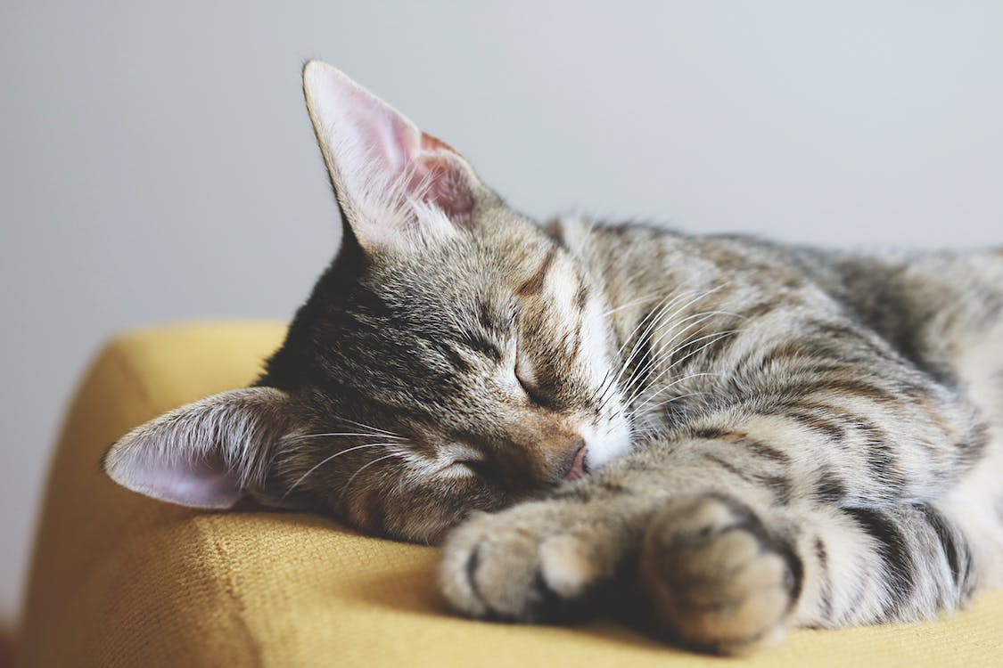 close-up photography of a gray tabby cat sleeping on a yellow textile