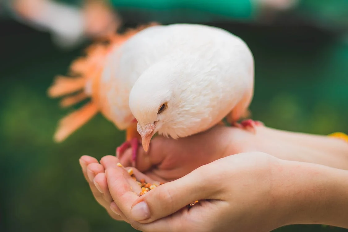 closeup photograph of a person feeding a white pigeon