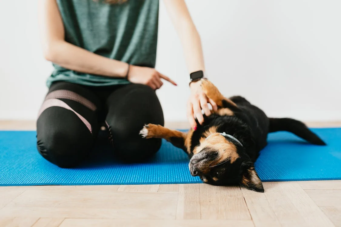 crop unrecognizable woman training a small purebred dog on a yoga mat