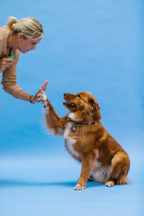 dog doing a high five