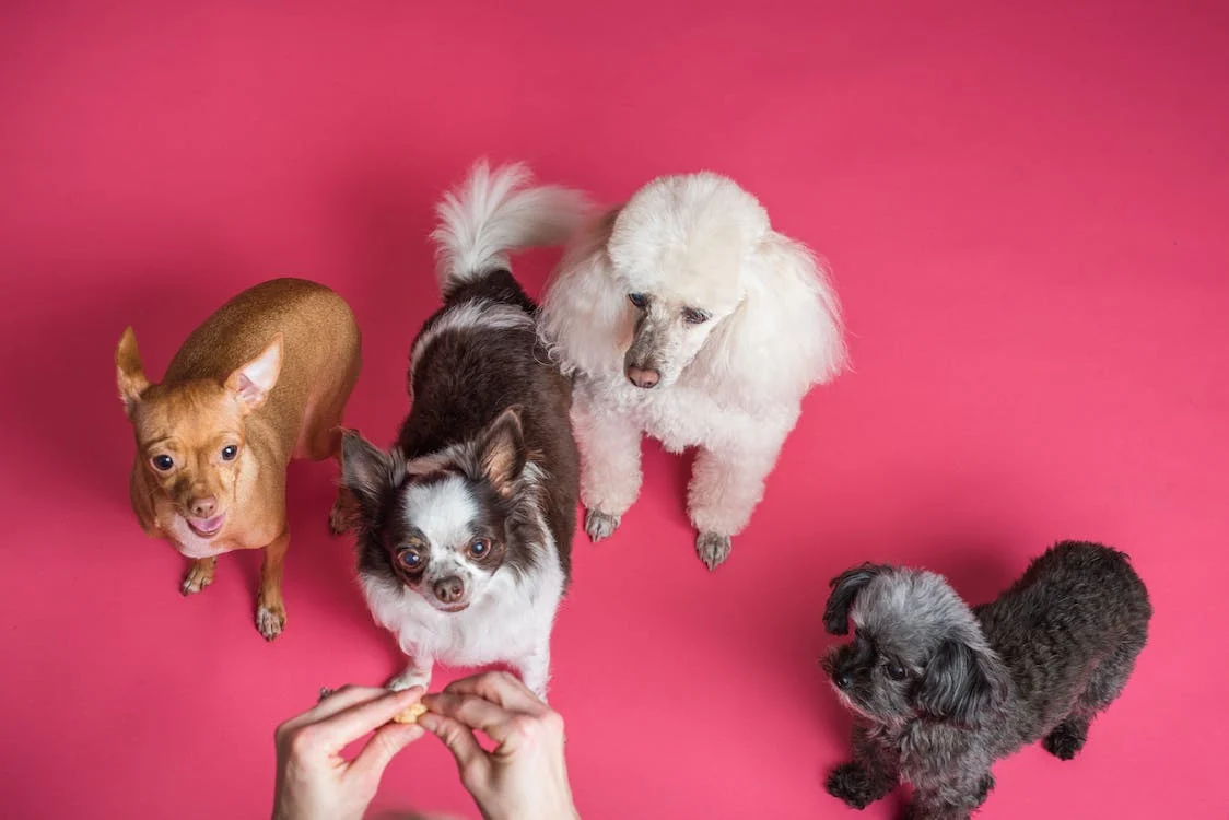 four dogs on pink background