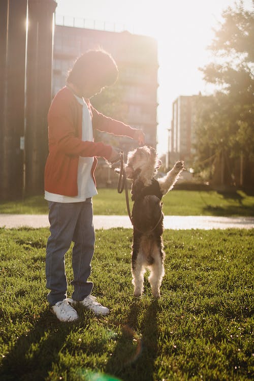 kid training a dog to stand in a park on a bright day