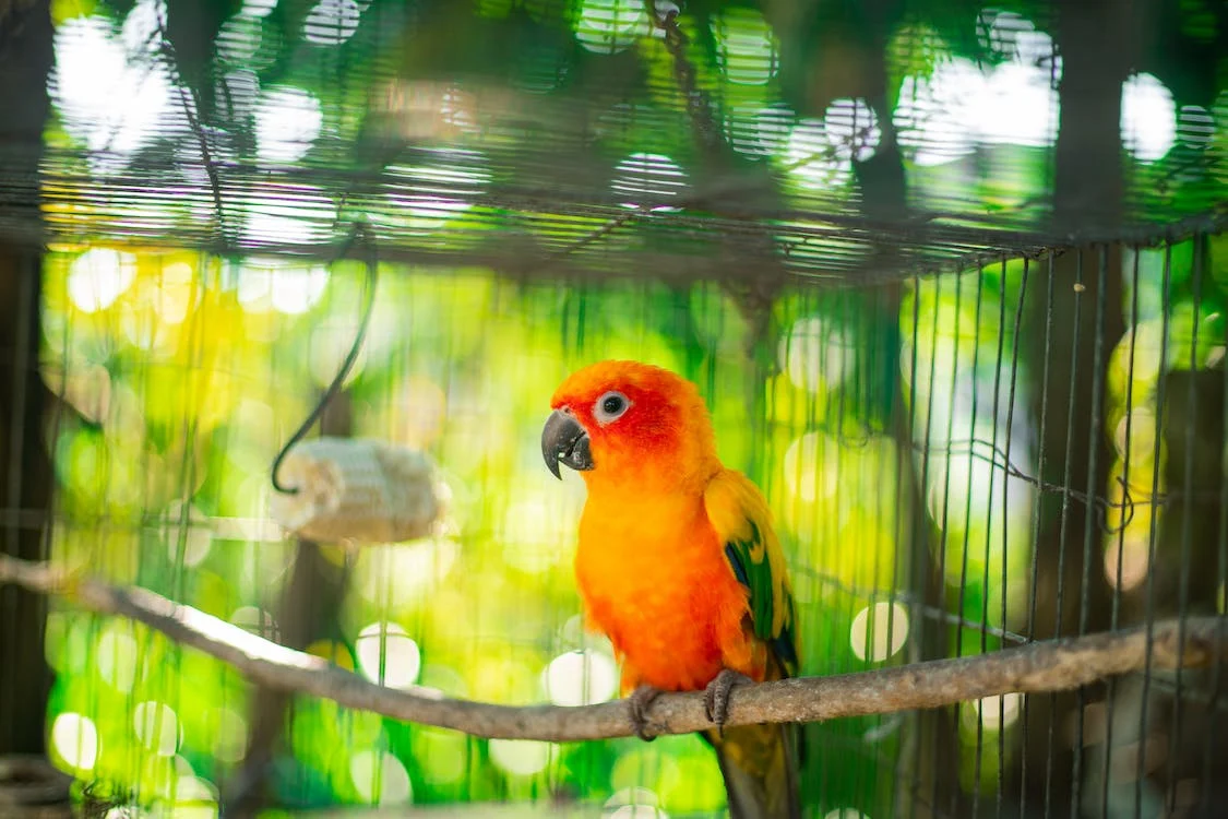 selective focus photo of a caged orange and yellow baby parrot perched on a branch