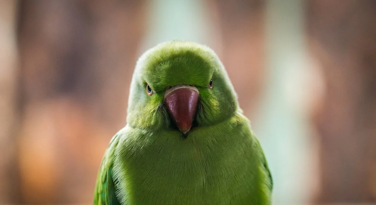 shallow focus photo of green bird