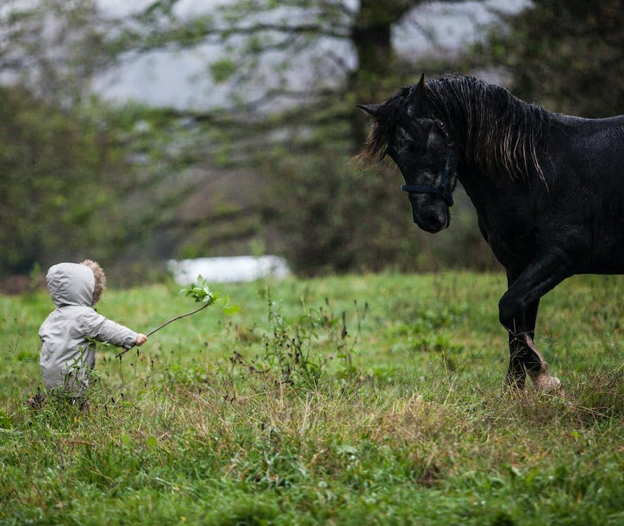 the black horse on a green grass field