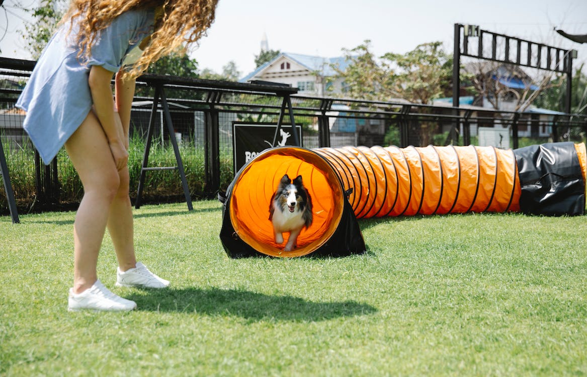 woman looking at dog running through playing tunnel