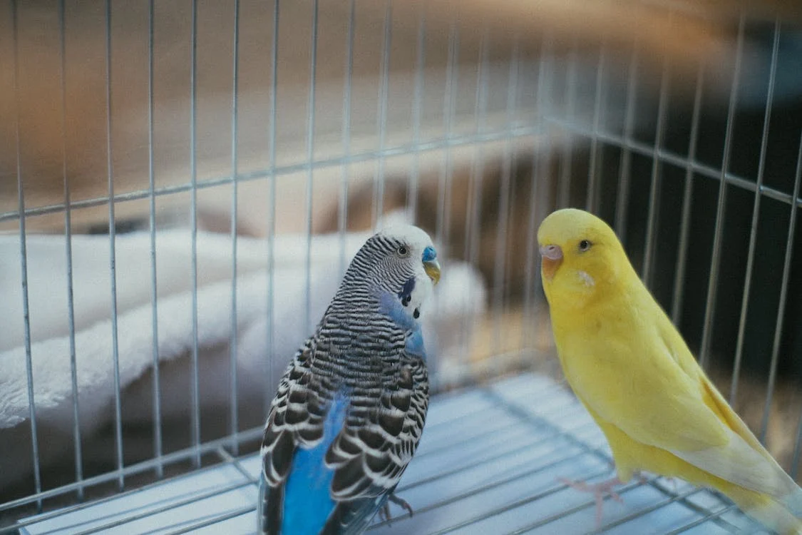 yellow and blue birds inside a cage