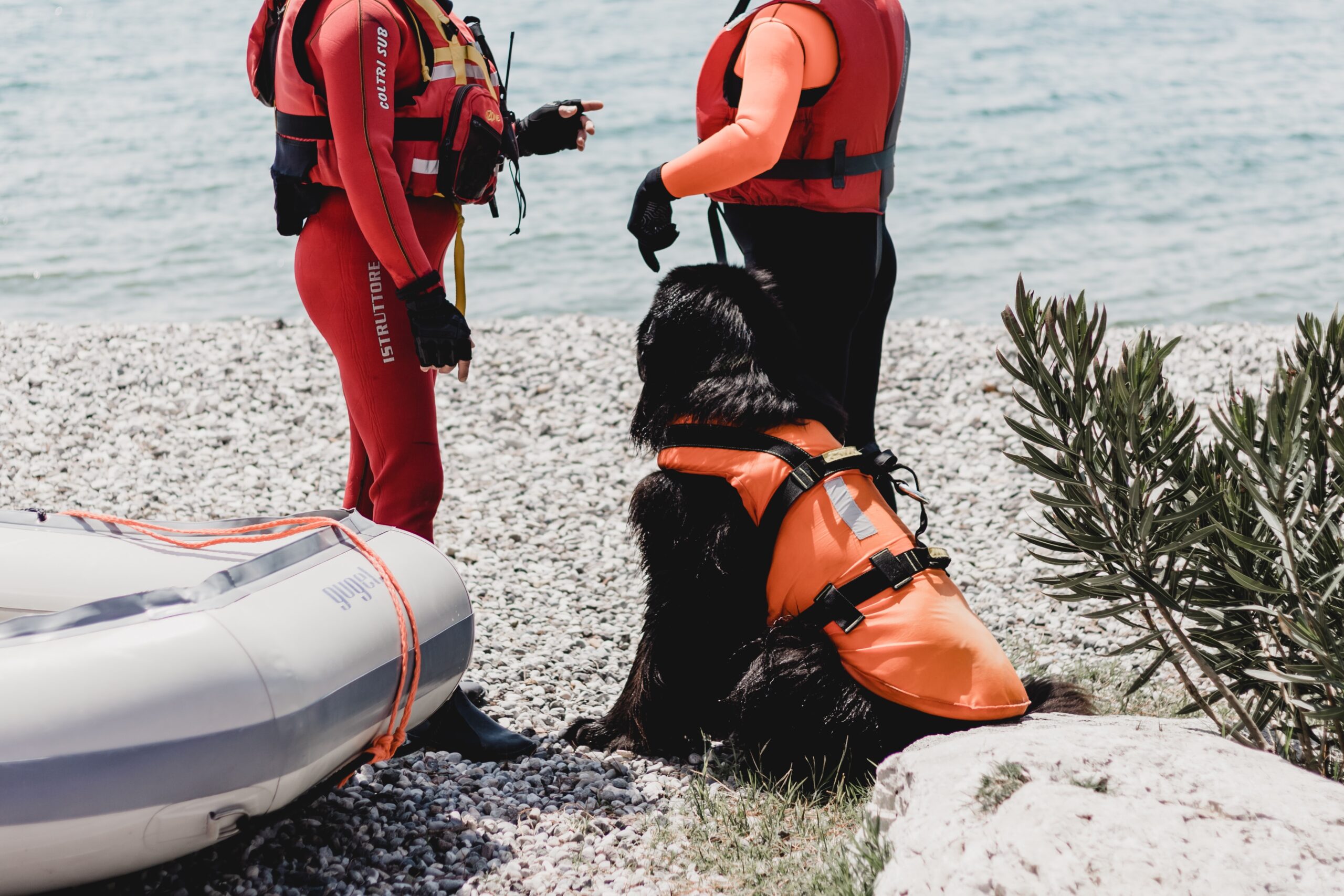 lake, rescue dog, water safety, lifeguard, water rescue, working dog, swimming, clothing, apparel, life jacket, vest, human, people images & pictures,  public domain images