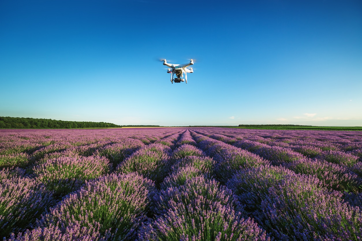 A drone flying over a beautiful lavender field