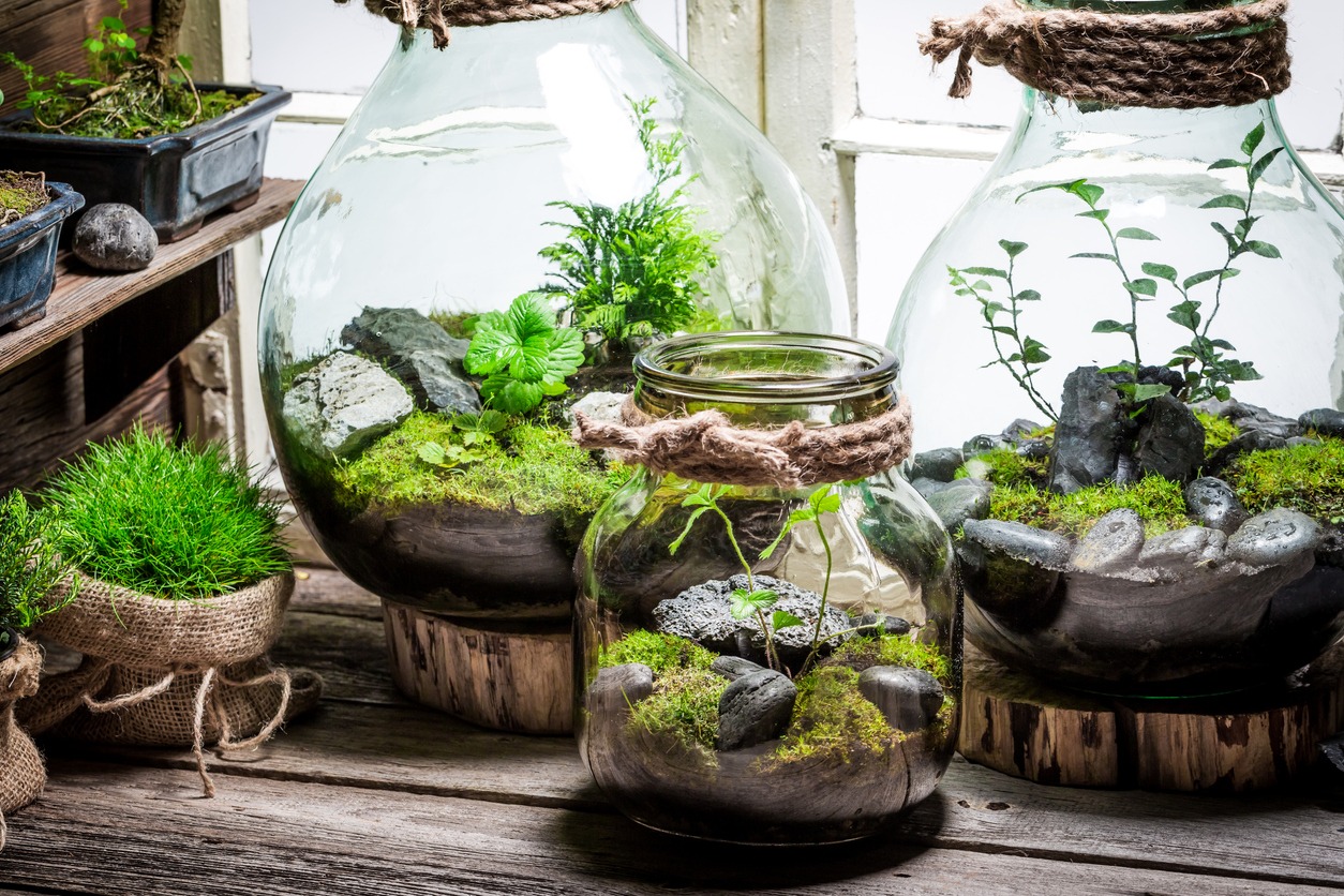 beautiful-jar-with-live-forest-with-self-ecosystem