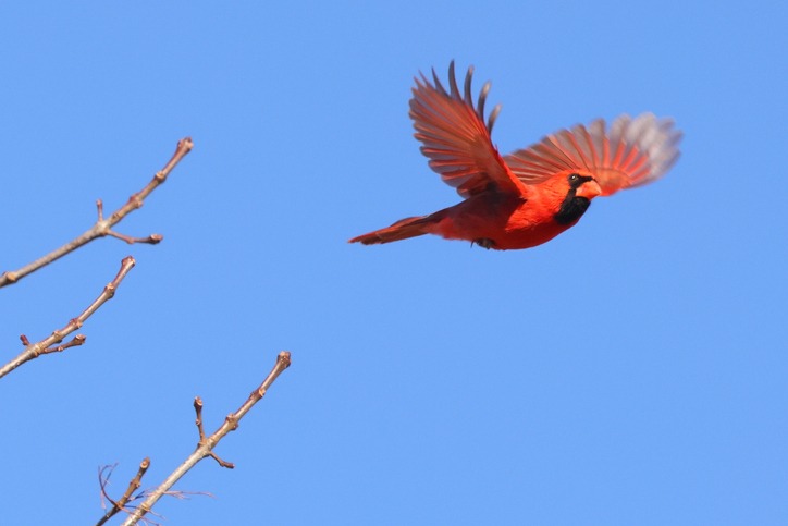 closeup-shot-of-a-cute-male-northern-cardinal-bird-or-redbird-flying-against-blue-sky