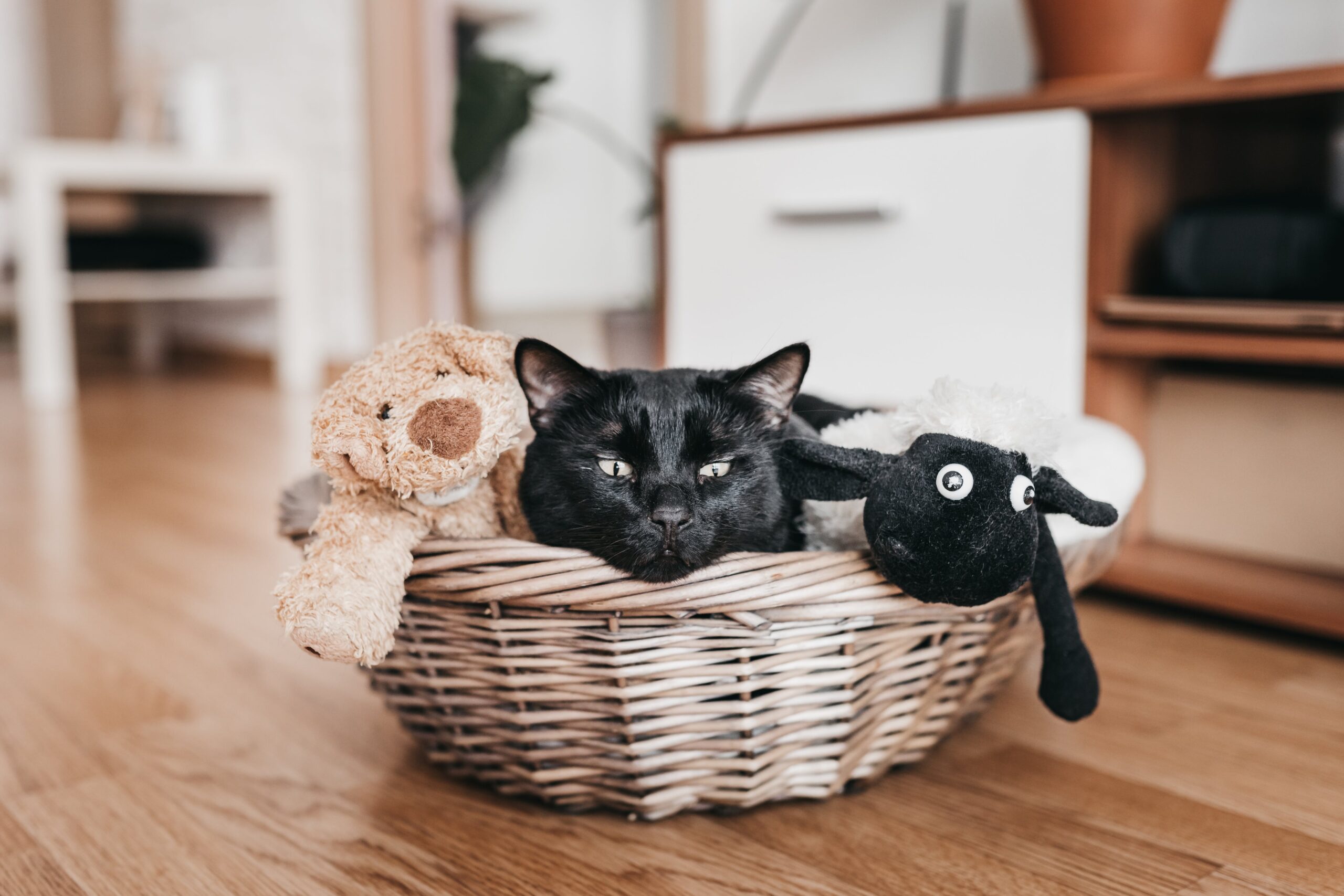 cute-cat-lying-in-basket