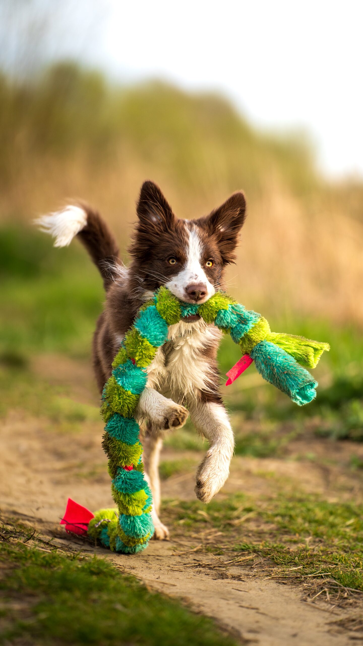 dog-running-with-toy-string