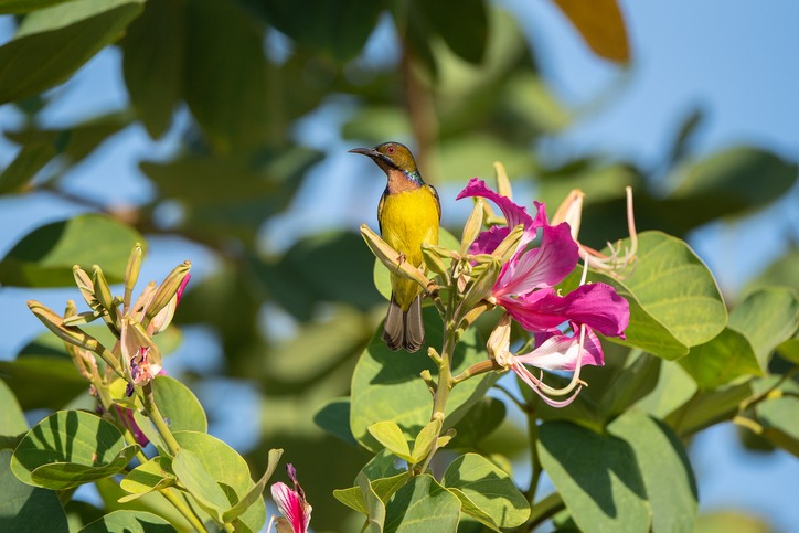 olive-backed-sunbird-on-the-tree-in-forest