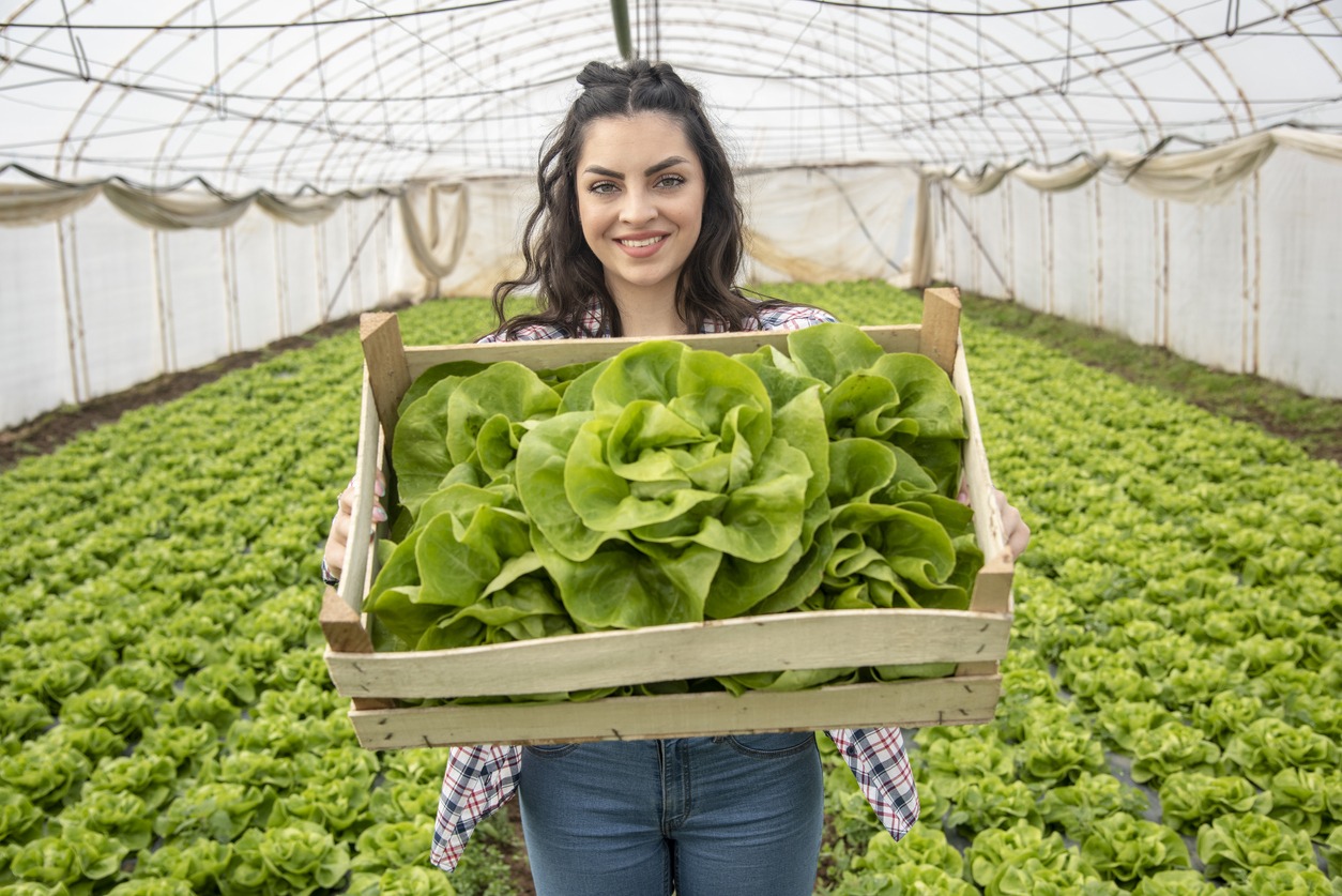 organic-production-of-lettuce-on-hydrophonic-farm