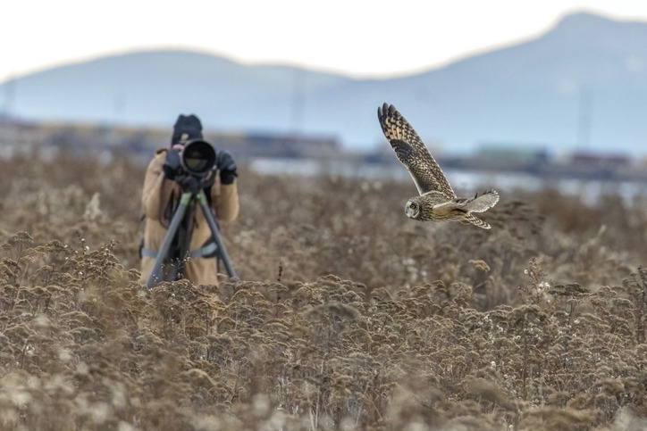 photographer-shooting-short-eared-owl