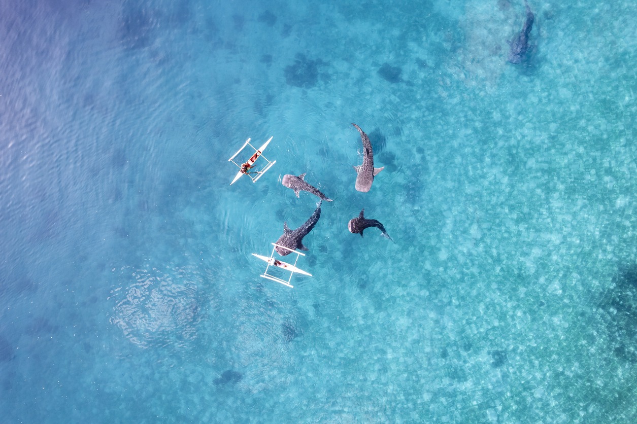 whalesharks-swimming-in-ocean-drone-aerial-footage-cebu-philippines