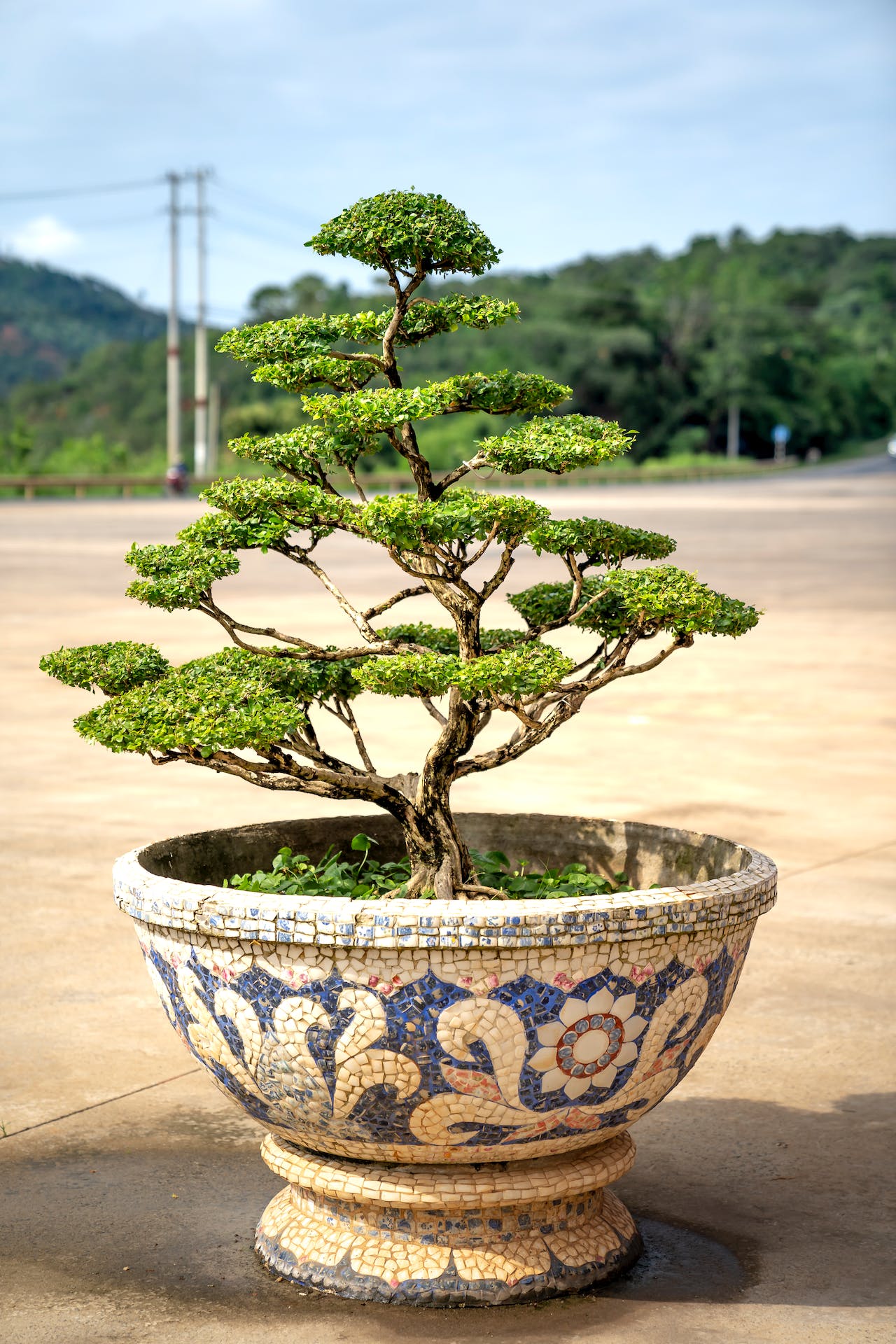 Bonsai Tree in a Patterned Pot