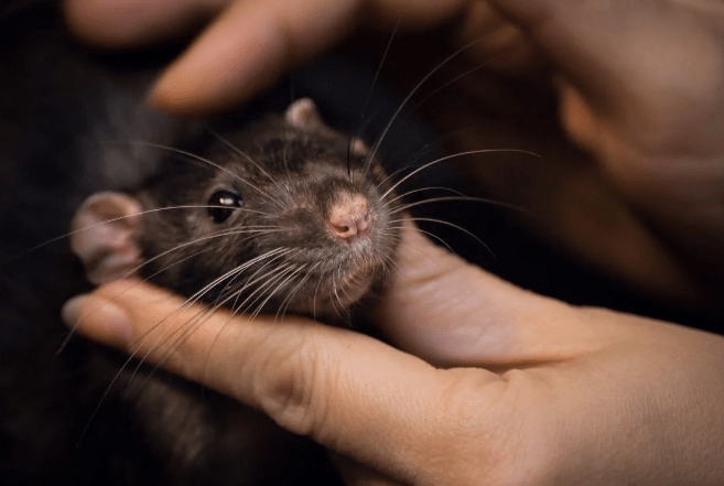 Caring for Your Rat's Sleep Health
