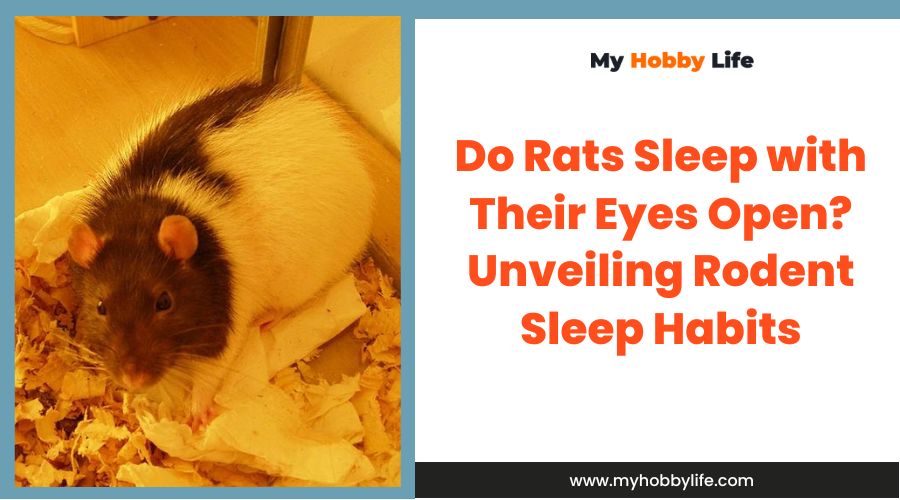 Do Rats Sleep with Their Eyes Open Unveiling Rodent Sleep Habits