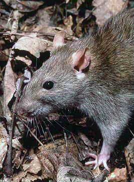Domestic Rats vs. Wild Rats