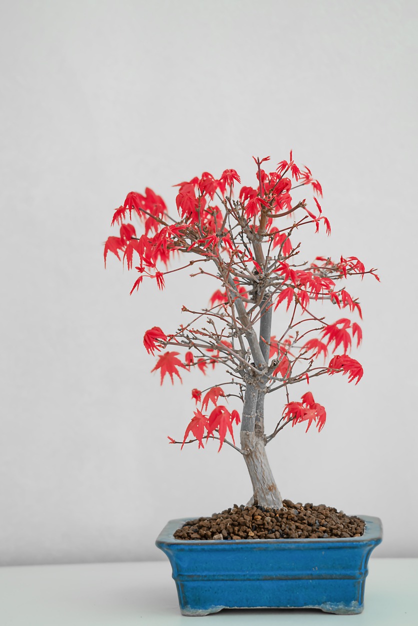 Japanese maple bonsai with red leaves