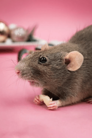 Rat Developmental Stages and Sleep