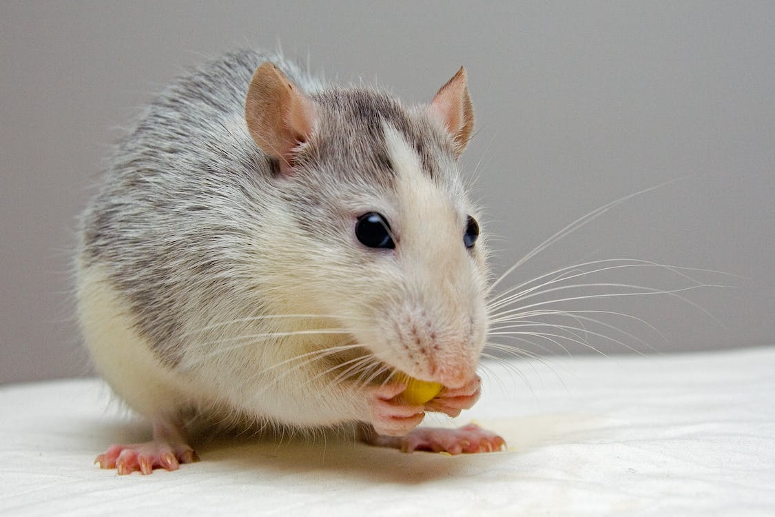 Rat Diet and Foraging Habits