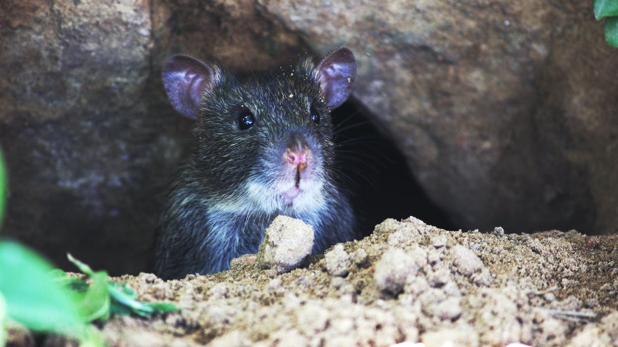 Rat Habitats and Nesting