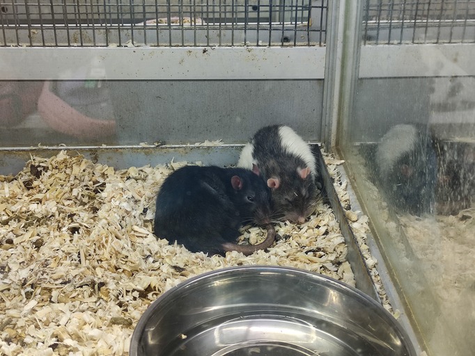 The Biology of Sleep in Rats
