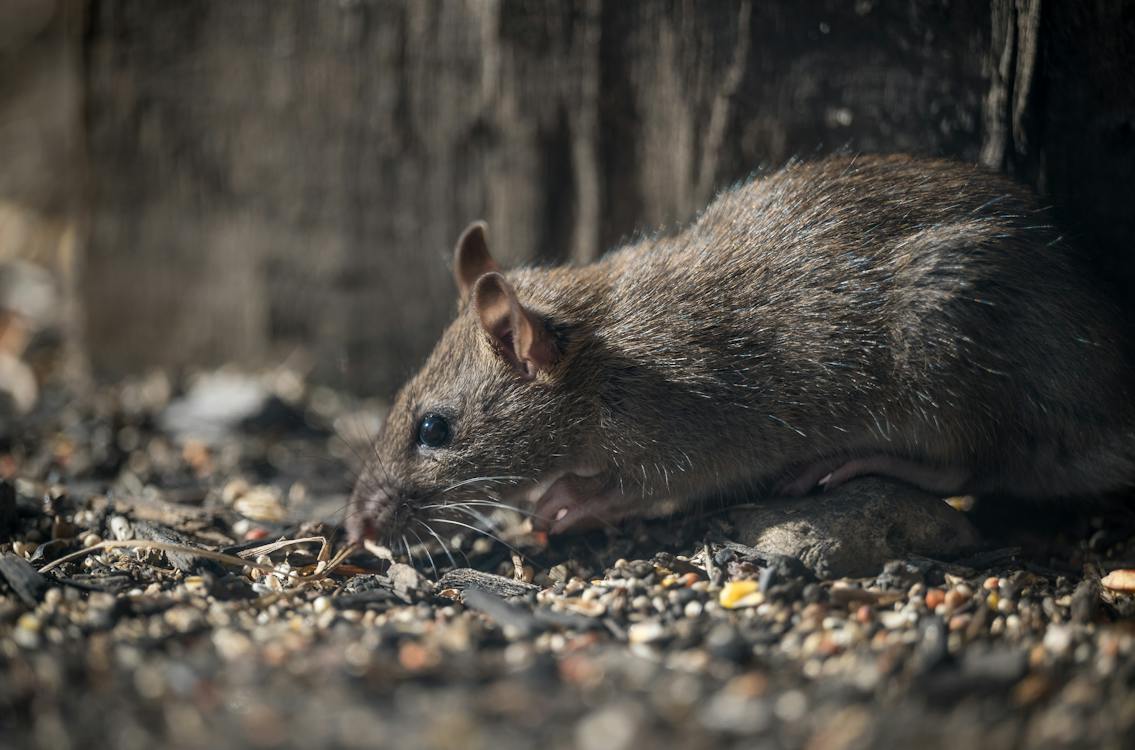 Understanding Rat Species