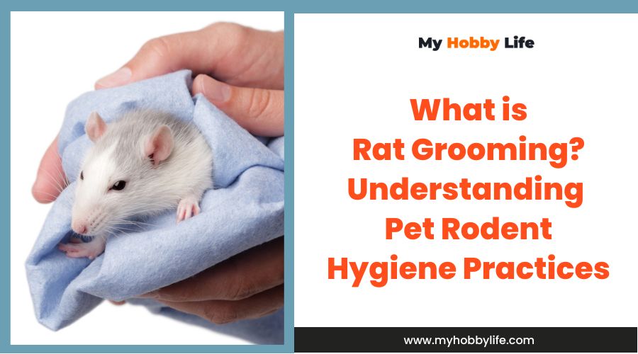 What is Rat Grooming Understanding Pet Rodent Hygiene Practices
