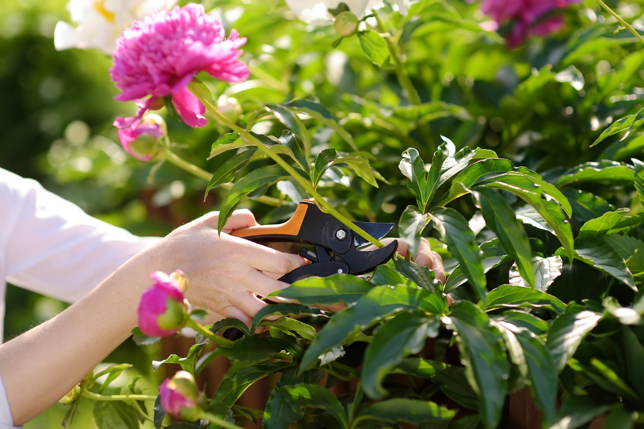 A cheerful gardener holding special scissors pruning flower at home