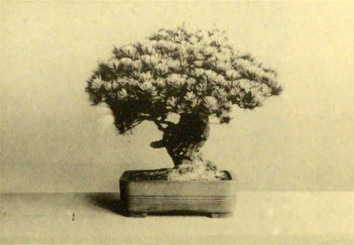 Japanese white pine, "Sandai Shogun" (The Third Shogun), approximately 550 years old, Imperial Collection, 1938