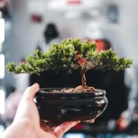 Learn about How to Get Started with Bonsai Cultivation