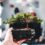Learn about How to Get Started with Bonsai Cultivation