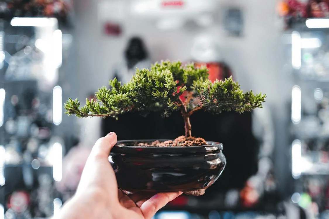 Man holding a small ficus bonsai in a pot