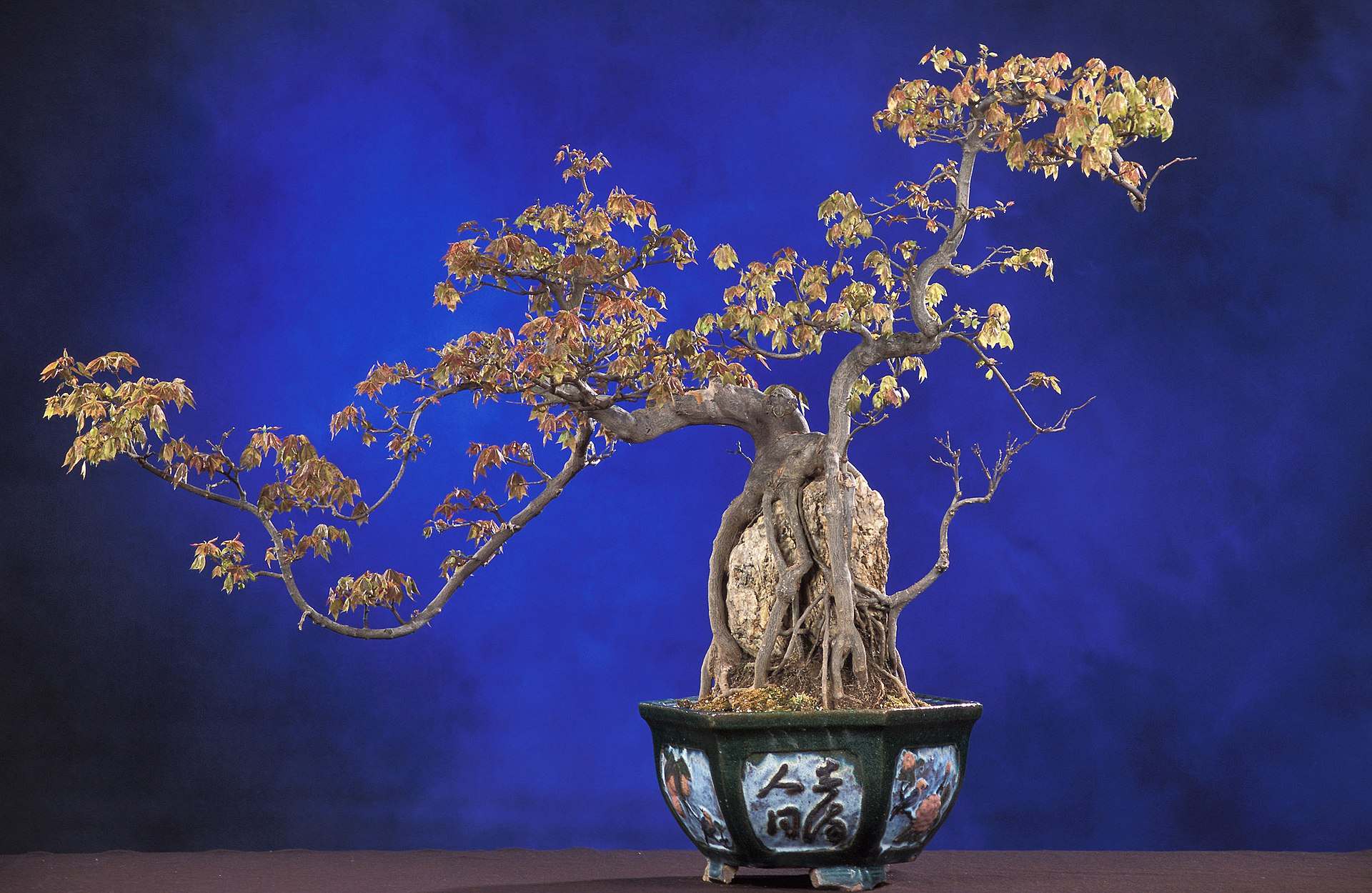Part of the penjing collection at the National Bonsai and Penjing Museum, this trident maple, Acer buergerianum, has its roots growing over a rock and its foliage and stems trimmed in the shape of a dragon