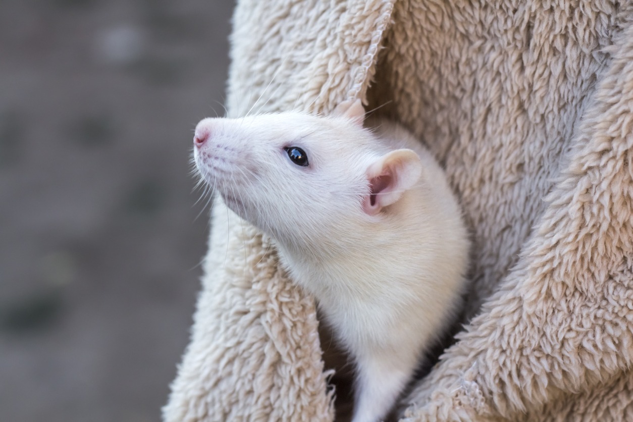 A tame white rat peeks out of a jacket pocket